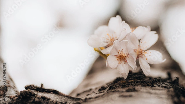 Obraz Cherry Blossoms