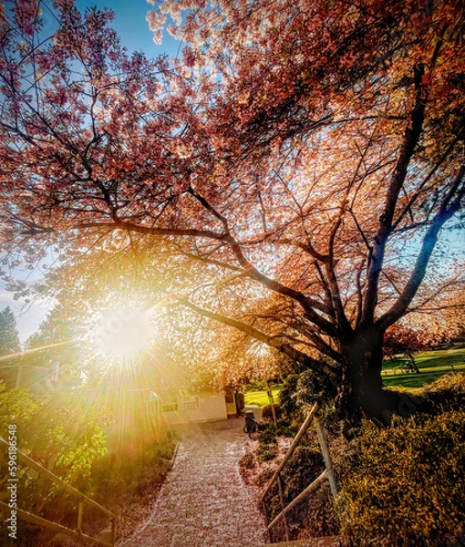 Obraz autumn in the park