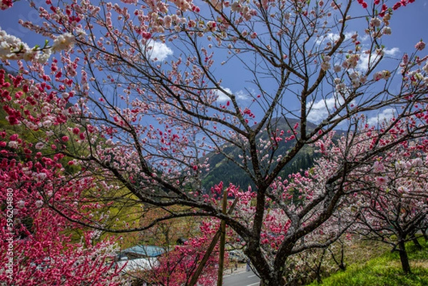 Fototapeta 花桃の里
