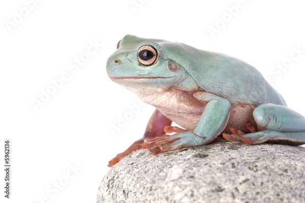 Fototapeta frog macro - a tree frog ( litoria caerulea ) isolated on white