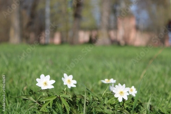 Obraz white spring flowers on the meadow in the old park