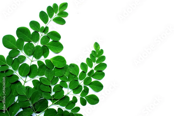 Fototapeta Moringa leaves (Moringa oleifera) isolated on white background. Flat lay, top view, super food, vitamin.