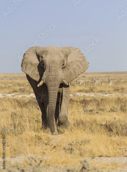 Obraz African elephant