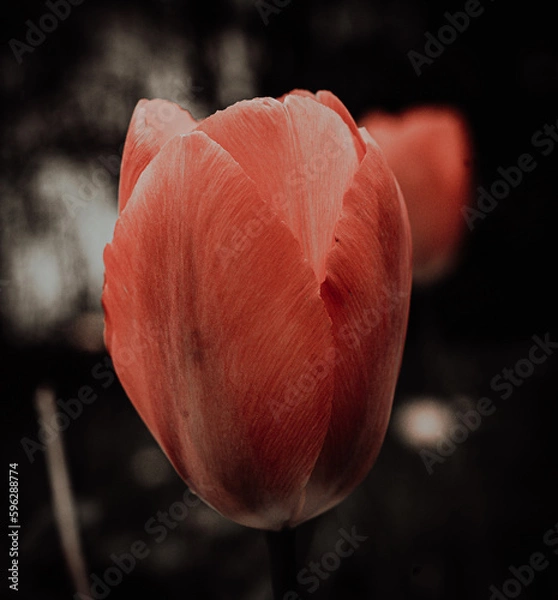Obraz red tulip flower