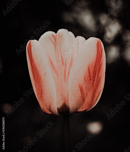 Obraz tulip on black