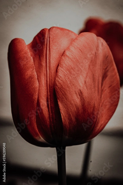 Obraz red tulip