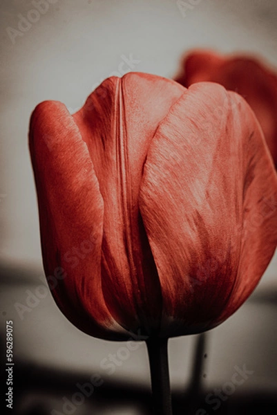 Obraz red tulip