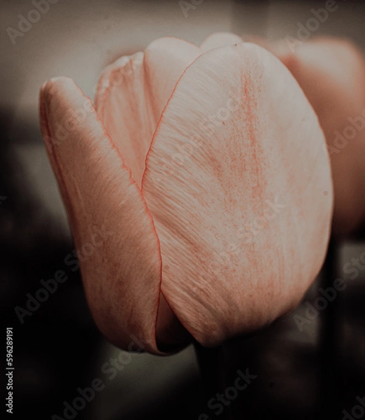 Obraz tulip on black background