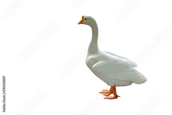 Fototapeta white goose isolated on white background