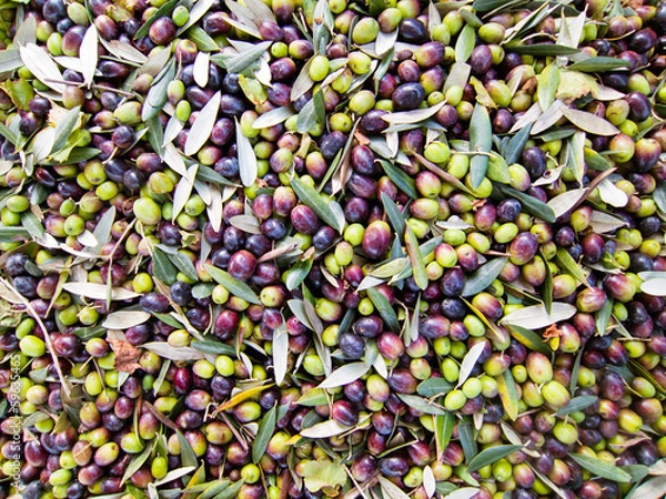 Obraz Olive per l'olio