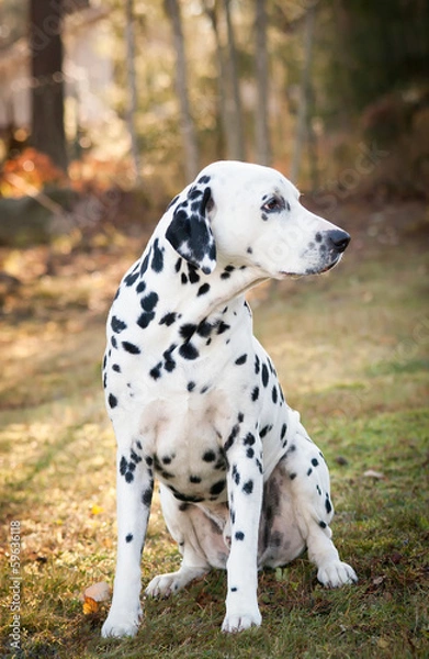 Obraz Sitting Dalmatian