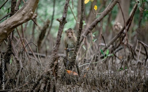 Fototapeta A shot of a monkey in a mangrove ecosystem.