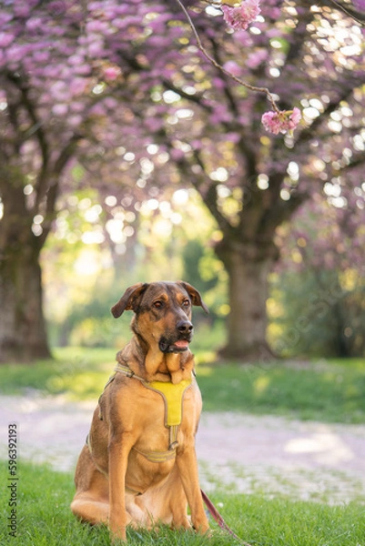 Obraz Funny dog. dog yawns.Cover dog in nature. Blooming sakura on the background sits a dog. Retriever on the background of cherry blossoms. Spring. Beautiful animal for the cover. Animals in nature.