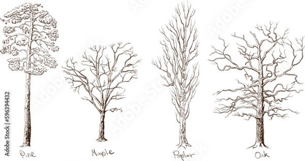 Fototapeta Set of trees different types. Four forest trees, isolated on a white background hand drawn in sepia