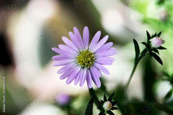 Fototapeta Aster Ciliosus 