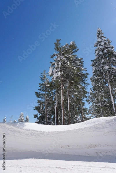 Obraz snow covered trees