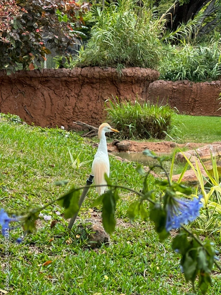 Obraz bird in a garden