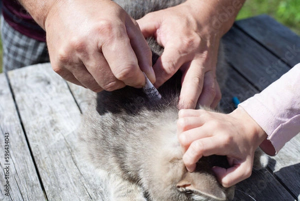 Fototapeta Men's hands holding a gray cat. He needs to get an injection