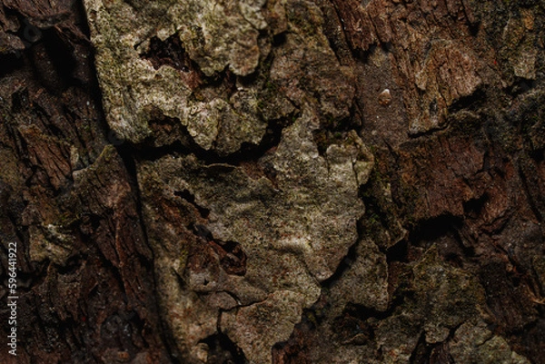 Fototapeta Tree bark texture close up