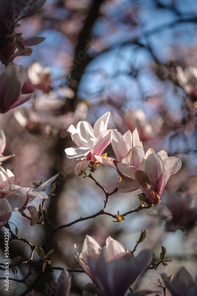Fototapeta Blooming magnolia tree in spring in Prague