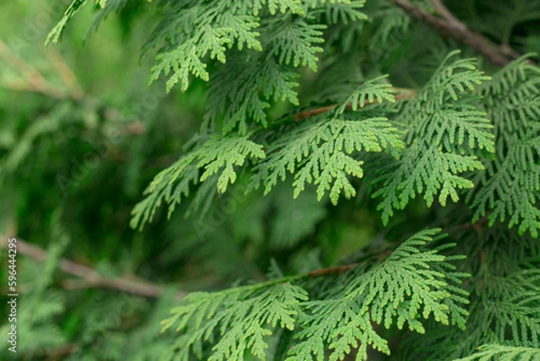 Fototapeta Evergreen background, fresh summer cypress leaves . Green leaves background.Texture of Pine branch. Conifer cedar thuja leaf green texture. fresh green christmas leaves, branches of Pine trees