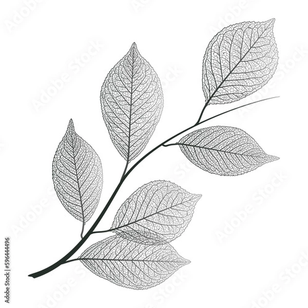 Fototapeta Branch with leaves veins. Vector illustration.