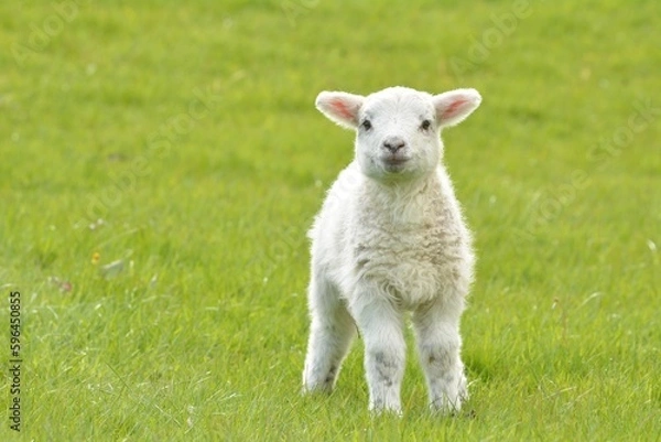 Obraz lamb in the grass