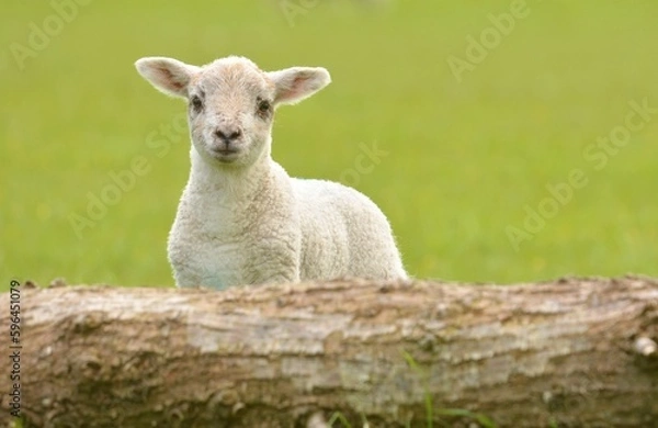 Obraz lamb in the grass