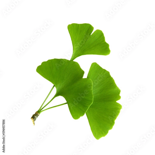 Fototapeta Twig with ginkgo biloba leaves isolated on a transparent background. Green, fresh leaves of Мaidenhair. PNG