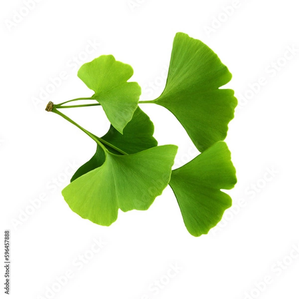 Obraz Twig with ginkgo biloba leaves isolated on a transparent background. Green, fresh leaves of Мaidenhair. PNG