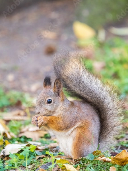 Fototapeta Autumn squirrel with nut sits on green grass with fallen yellow leaves