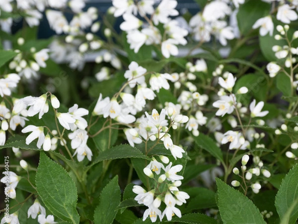 Fototapeta ヒメウツギの花