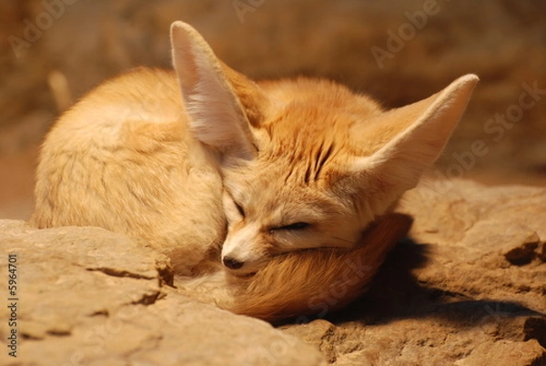 Fototapeta Zoologischer Garten Stuttgart / Wilhelma