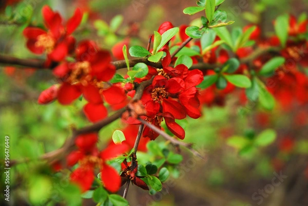 Fototapeta Chaenomeles japonica, called Japanese quince or Maule's quince, is a shrub that blooms in spring and has red flowers.
