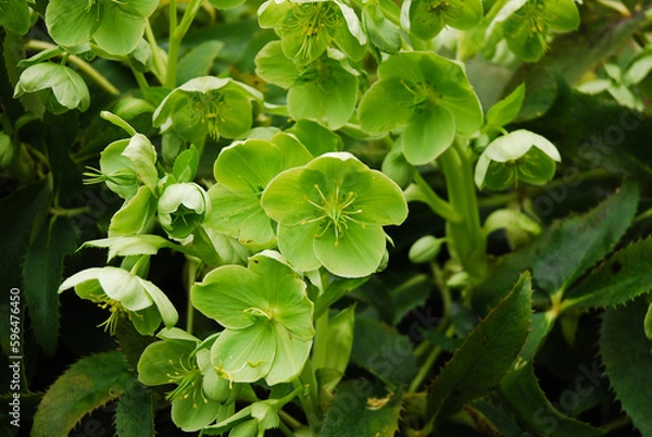 Fototapeta Helleborus argutifolius is a decorative flower that blooms green in the spring.