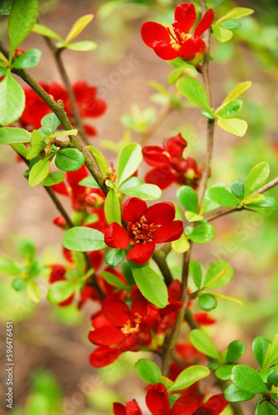 Fototapeta Chaenomeles japonica, called Japanese quince or Maule's quince, is a shrub that blooms in spring and has red flowers.