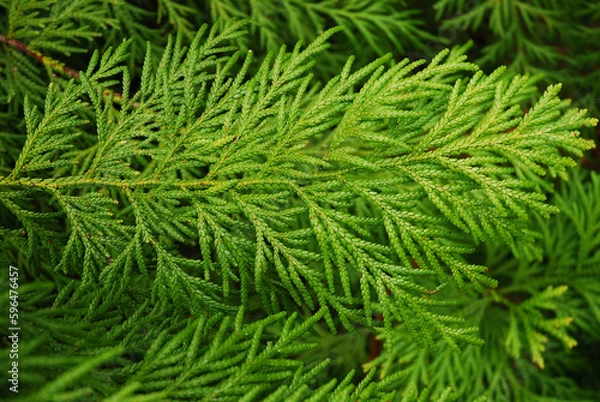 Fototapeta The thujopsis dolabrata tree grows in the garden. A twig with evergreen leaves.
