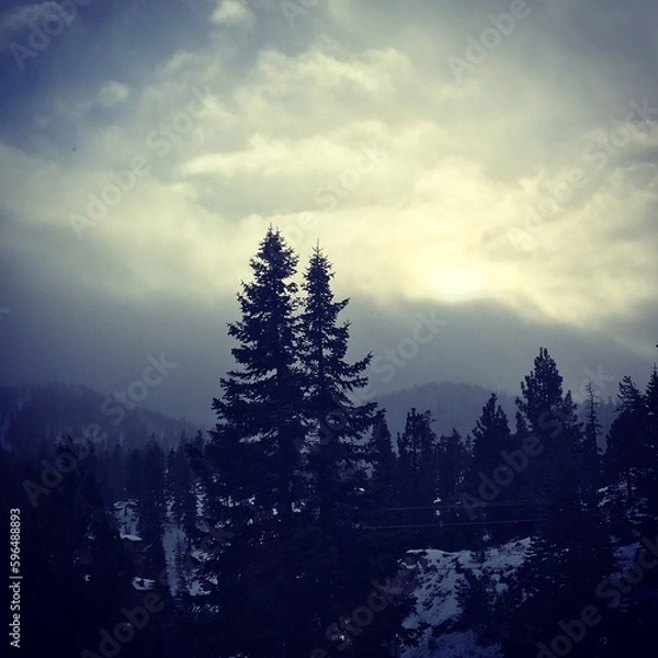 Obraz trees on snow covered mountains