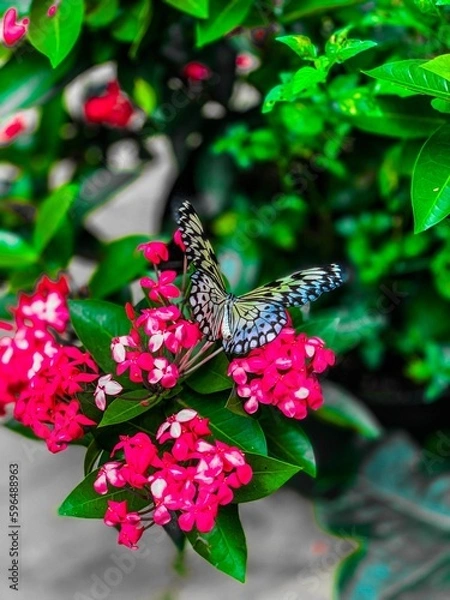 Obraz butterfly on flower