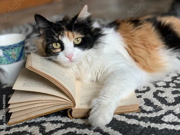 Obraz Sophisticated Cat