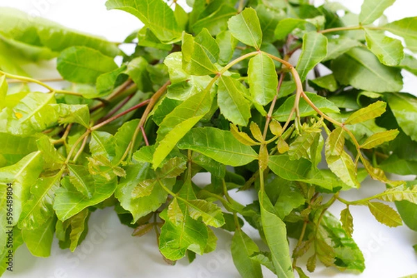 Fototapeta Brazilian peppertree leaves on white background.