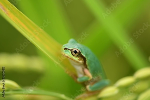 Obraz Tree frog in green grass, close up.