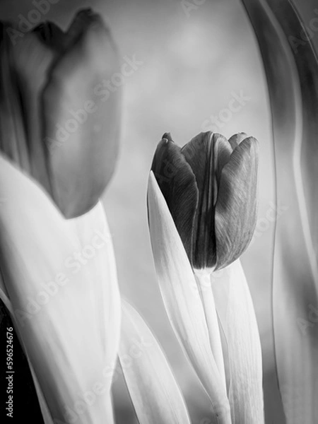 Obraz Tulipanes en blanco y negro.