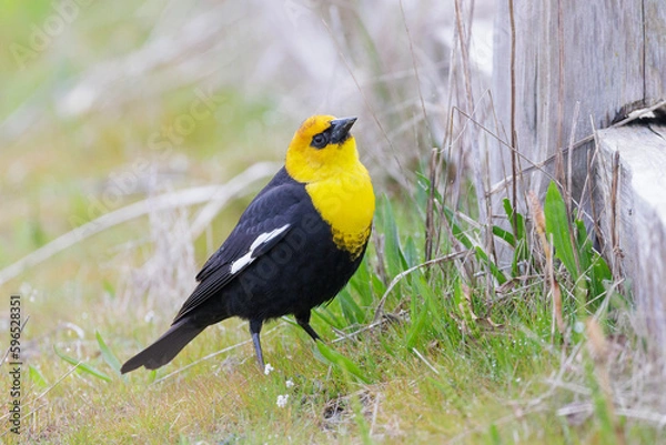 Obraz Yellow headed blackbird
