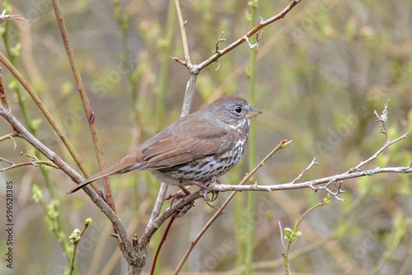 Obraz Fox sparrow bird