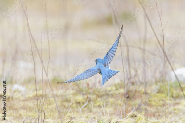 Obraz Mountain Bluebird bird