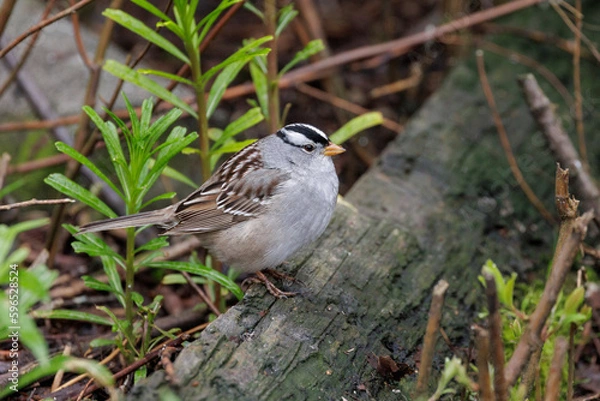 Obraz White crowned sparrow