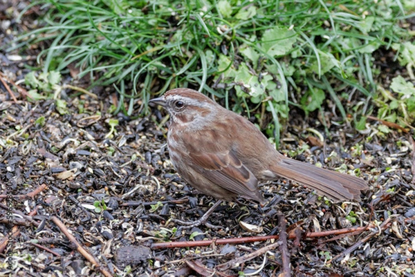 Obraz Song sparrow bird