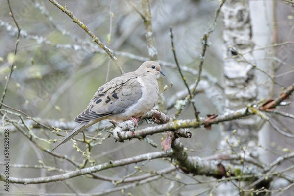 Obraz Mourning Dove bird