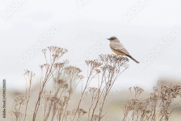 Obraz Say's Phoebe bird